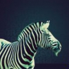 Zebra3