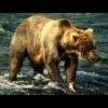 OldBear5255