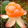 Cloudberry